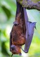 Bats If you ever find yourself exploring the depths of a dark and damp cave, you may be fortunate (or perhaps unnerved) to