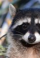 Raccoon Raccoons are known for their distinct chattering noises that they make. These are quite unique and can often be