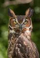 Horned The eerie hoot of a horned owl echoes through the night, piercing the silence with its haunting call. The deep,