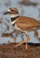 Killdeer Killdeer - A killdeer or Charadrius vociferus bird. was recorded on Long Island in March 1999. As I listen to