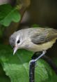 Warbling The Warbling Vireo or Vireo Gilvis is a small cute bird that is a tanish brown on top with a slightly lighter