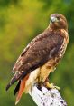 Hawk If you ever find yourself in the great outdoors, you may have the privilege of hearing the majestic of a Hawk