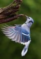 Bluejay Bluejays are known for their distinctive calls that can be heard echoing through the forests and woodlands. One of