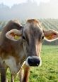 Cow In the tranquil setting of a ranch down in Arizona, the soothing of Cow Moos can be heard echoing across the vast