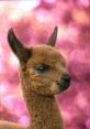 Alpaca Alpacas are known for their gentle nature and soft, woolly coats. But what many people may not know is that they also