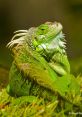 Iguana Iguanas are fascinating creatures known for their unique behaviors and . One such that has gained popularity