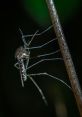 Mosquito The faint of a high-pitched mosquito fills the air, easily blending in with the cacophony of everyday noises.