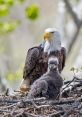 Eaglet The of a young Eaglet Bird echoes through the vast wilderness, piercing the silence with its melodious chirping. The