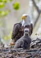 Eaglet Collection