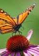 Butterfly The of a butterfly flapping its wings quickly is not something that is often heard by most people. The delicate