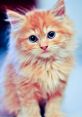 Kitten The soft and delicate of a kitten meow is something that warms the hearts of many. It is a high-pitched, sweet that