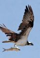 Osprey From the depths of the wilderness, a penetrating cry pierces the air. It is the Osprey Call, a hauntingly