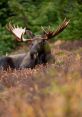 Moose Moose are large, majestic creatures that roam the forests of North America. Their deep, resonant calls are a