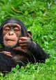 Chimpanzee Collection