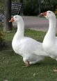 Goose The of a Canadian Geese honking is a distinct call that can be heard echoing across lakes and rivers. The loud and