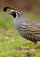 Quail Quails are known for their distinctive that add a unique charm to the natural environment. One of the most