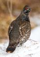 Grouse The deep booming call of a grouse echoed through the thick brush, a that resonated with a primordial power. It was a