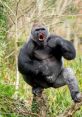 Gorilla The of a gorilla is truly unforgettable. From deep guttural grunts to powerful roars, these majestic creatures have