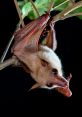 Bat Bat Call Inside Cave - As you listen to the eerie echoes reverberating through the darkness of the cave, you can