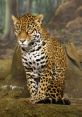 Jaguar The of a jaguar fills the air with a primal energy that can send shivers down your spine. It is a deep, guttural