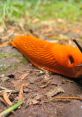 Slug Slug crawling - The of a garden slug moving along slowly and deliberately can be quite unsettling to some. Theuishy,