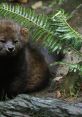 Fisher The Fisher Cat, known for its eerie and chilling calls in the dead of night, can be a haunting presence in the woods.