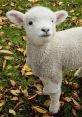 Lamb Lamb bleating is a that brings to mind the peacefulness of a pastoral scene. The gentle, almost al bleating of a