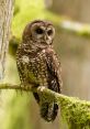 Spotted The Spotted Owl Call is a distinct and haunting that echoes through the dense forests of Yosemite National Park. It