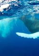 Humpback Humpback whales are known for their haunting and beautiful calls that can be heard from miles away. The deep,