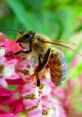 Bee The buzzing of bees is a distinctive that can be both calming and intimidating. When you hear the low hum of bees