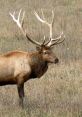 Elk The haunting of elk bellowing in the forest fills the air with a primal energy. It is a deep, resonant call that echoes