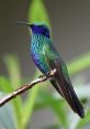 Hummingbird The of a small hummingbird recorded by the NPS is a delightful symphony of fluttering wings and rapid chirps.