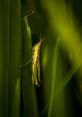 Grasshopper The of a very large grasshopper flying by a recording device captures the essence of nature in a unique way.