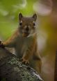 Squirrel "Squirrel - A grounduirrel recorded in Denali national forest. A public domain nature " The of auirrel