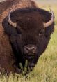 Bison Bison - The of a few bees recorded in Yosemite National Park can be a fascinating addition to any . The gentle hum