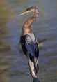 Anhinga Anhinga - from a Anhinga deep in the everglades of Florida USA. The Anhinga, also known as the Snake Bird, is a