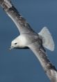 Fulmar The of the Fulmar bird is a unique and distinctive one. With its deep, guttural calls echoing across the cliffs