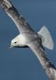 Fulmar Collection