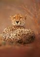 Cheetah The majestic Cheetah is known for its speed and agility on the African plains. However, what many people may not