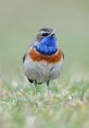 Bluethroat The Bluethroat, with its vibrant blue and rust plumage, is a striking bird that can be found in Europe and