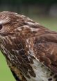 Buzzard The of a buzzard is truly a unique and fascinating one. The haunting call of these majestic birds of prey can