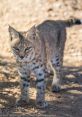 Bobcat The distinctive cries and calls of the bobcat echo through the wilderness, filling the air with a sense of wildness