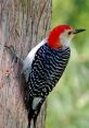 Woodpecker If you find yourself wandering through a quiet forest, you may be lucky enough to hear the distinct of a