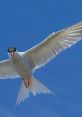 Terns The of Terns talking at the beach is a familiar and comforting one to those who have spent time near the ocean. These