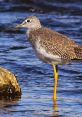 Shorebirds The shorebirds stood in a small group on the sandy beach, their feathers ruffled by the gentle breeze coming