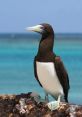 Seabirds The of seabirds at the ocean's edge are a symphony of nature, a cacophony ofuawking and chatting that fills the