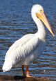 Pelican The of the pelican chick chattering near its mother pelican at the seaside are a symphony of nature's beauty. The