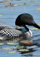 Loons Loons, a breed of water fowl, are known for their hauntingly beautiful that can be heard echoing across lakes and