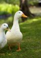 Ducks As you stand by the serene lake, you can hear the gentle rippling of the water, creating a soothing melody that