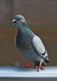 Pigeon Pigeons are known for their gentle nature and soothing cooing that fill the air. The of a Pigeon Coo is a